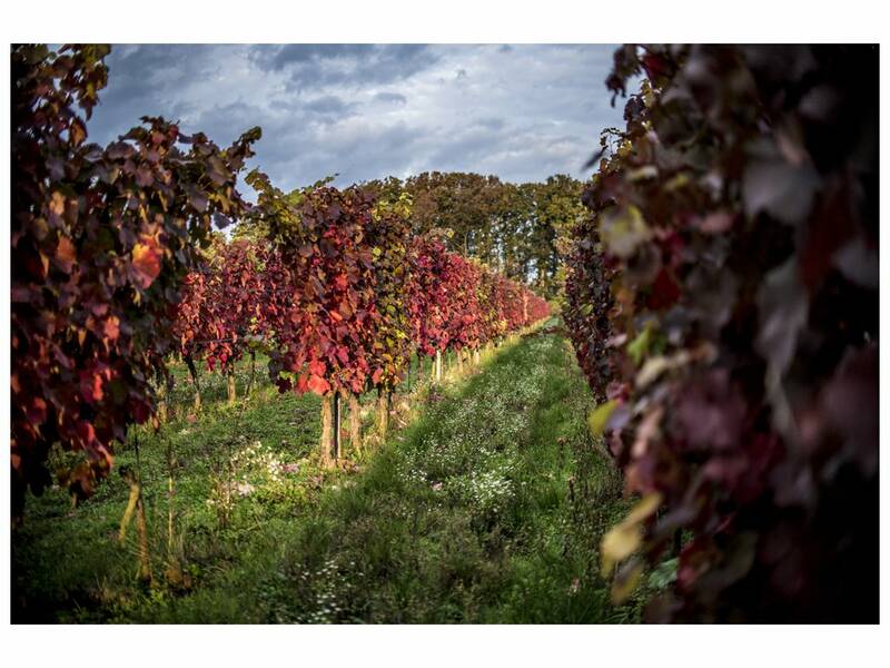 View on vineyard